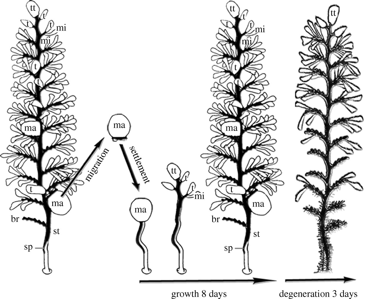 figure image